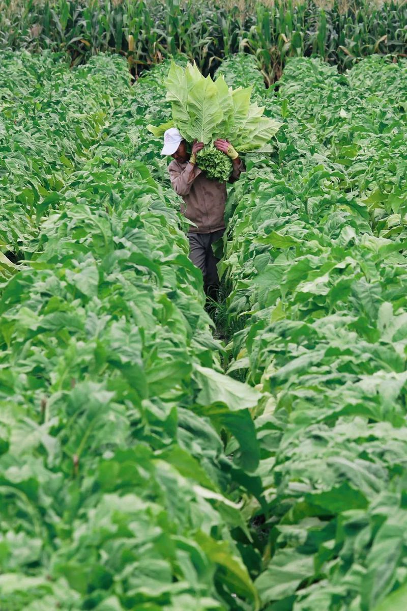 VCG211303408133 新疆沙漠肉苁蓉开花 剪裁.jpg 图片