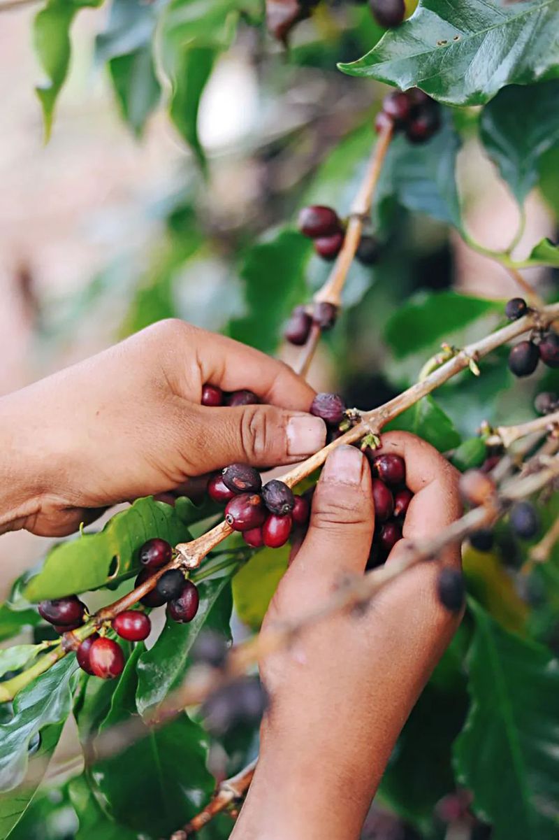 VCG211354717667 甘肃省酒泉市瓜州县瓜洲古城(锁阳城)地面生长的锁阳 剪裁.jpg 图片