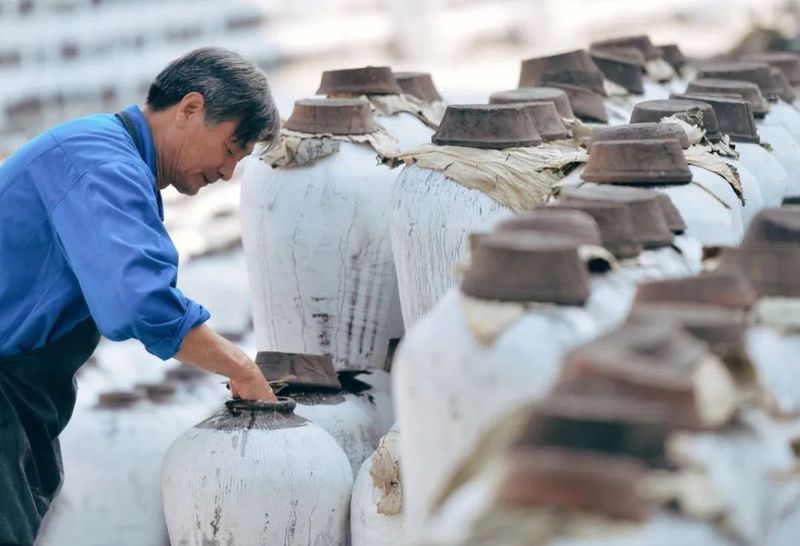 VCG11445771013 浙江绍兴,古越龙山酿酒师傅察看酒醪的发酵状况。.jpg 图片
