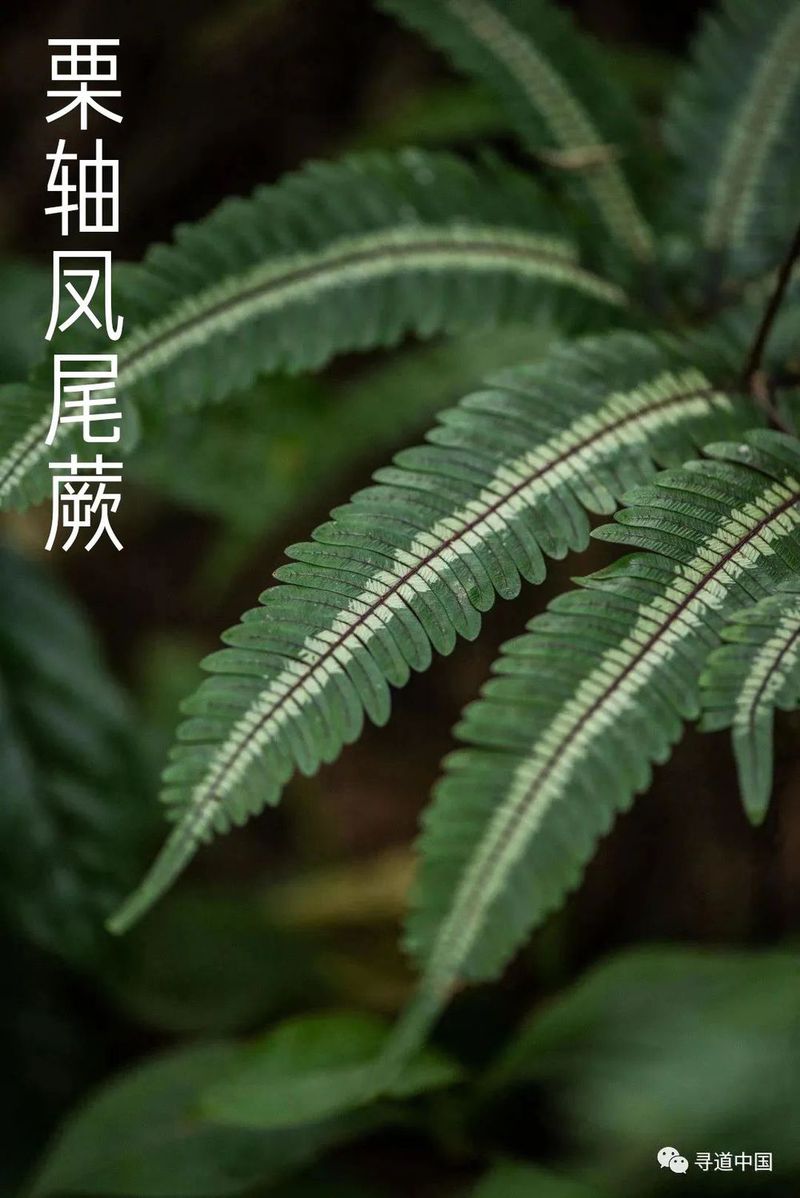 VCG211303408133 新疆沙漠肉苁蓉开花 剪裁.jpg 图片