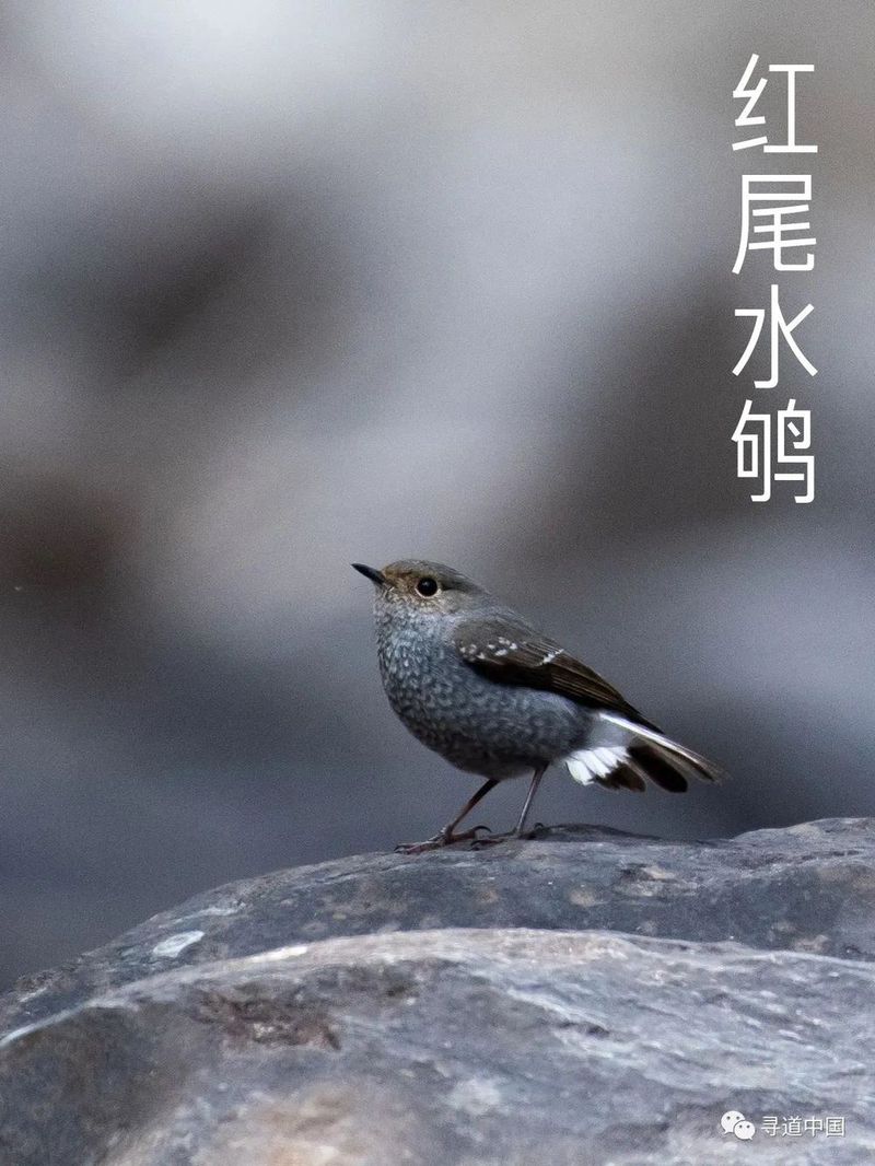 VCG211354717667 甘肃省酒泉市瓜州县瓜洲古城(锁阳城)地面生长的锁阳 剪裁.jpg 图片