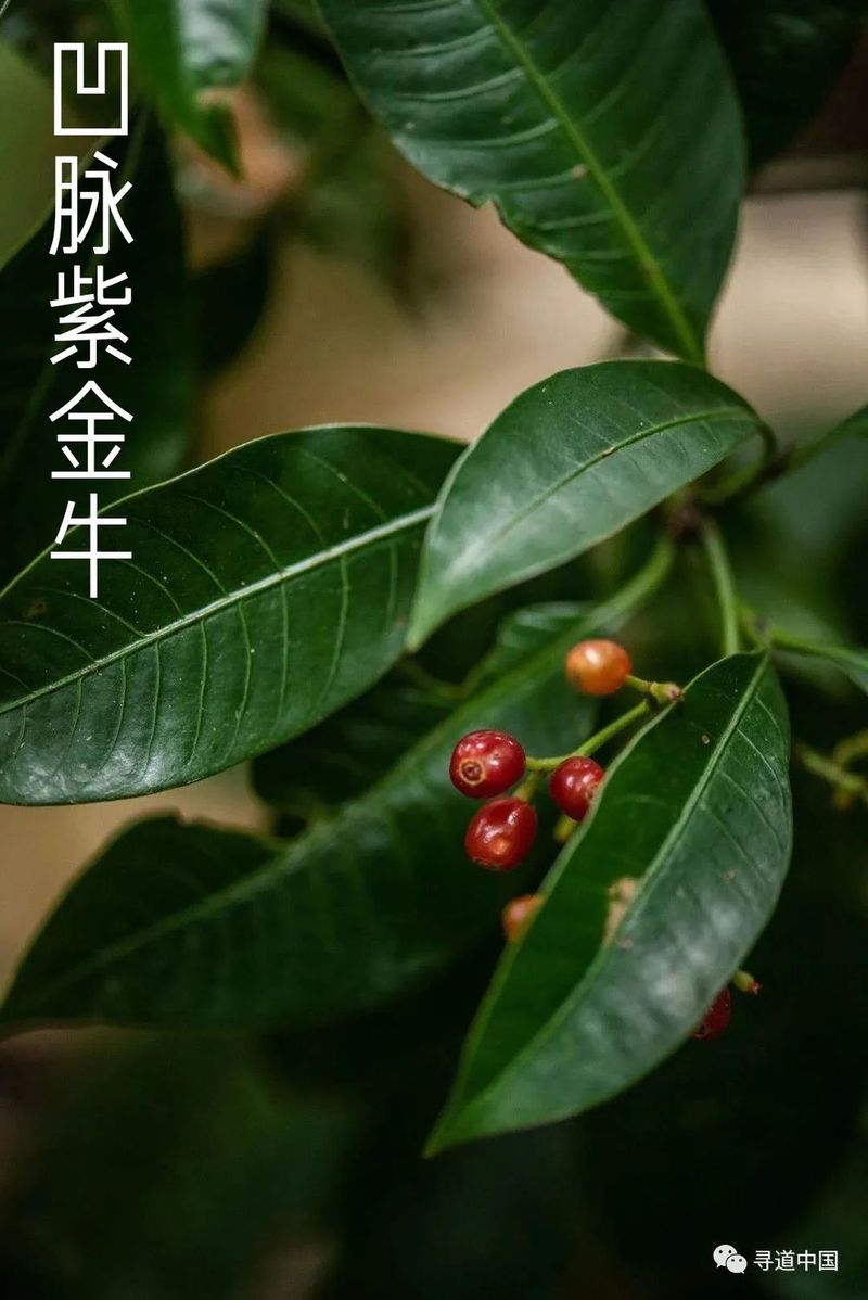 VCG41N905983926 纳米比亚白犀牛的肖像.jpg 图片