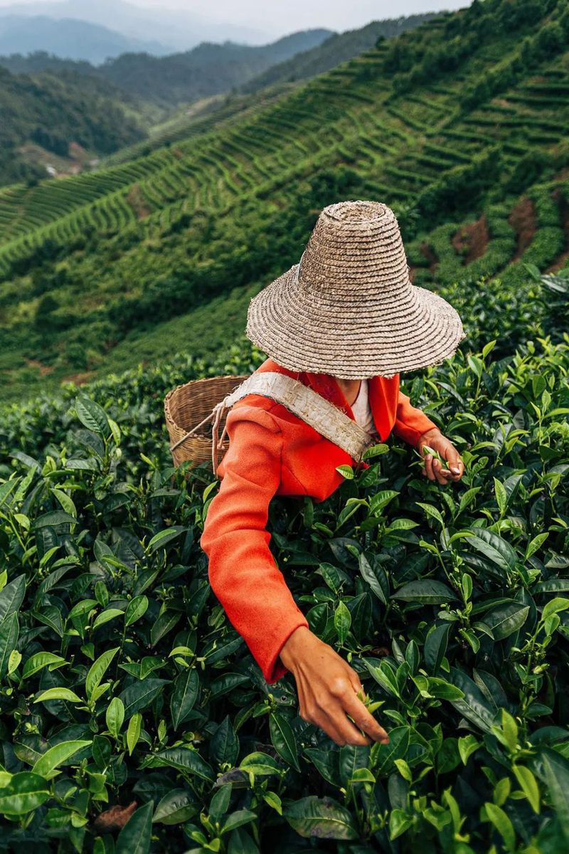 VCG41N905983926 纳米比亚白犀牛的肖像.jpg 图片