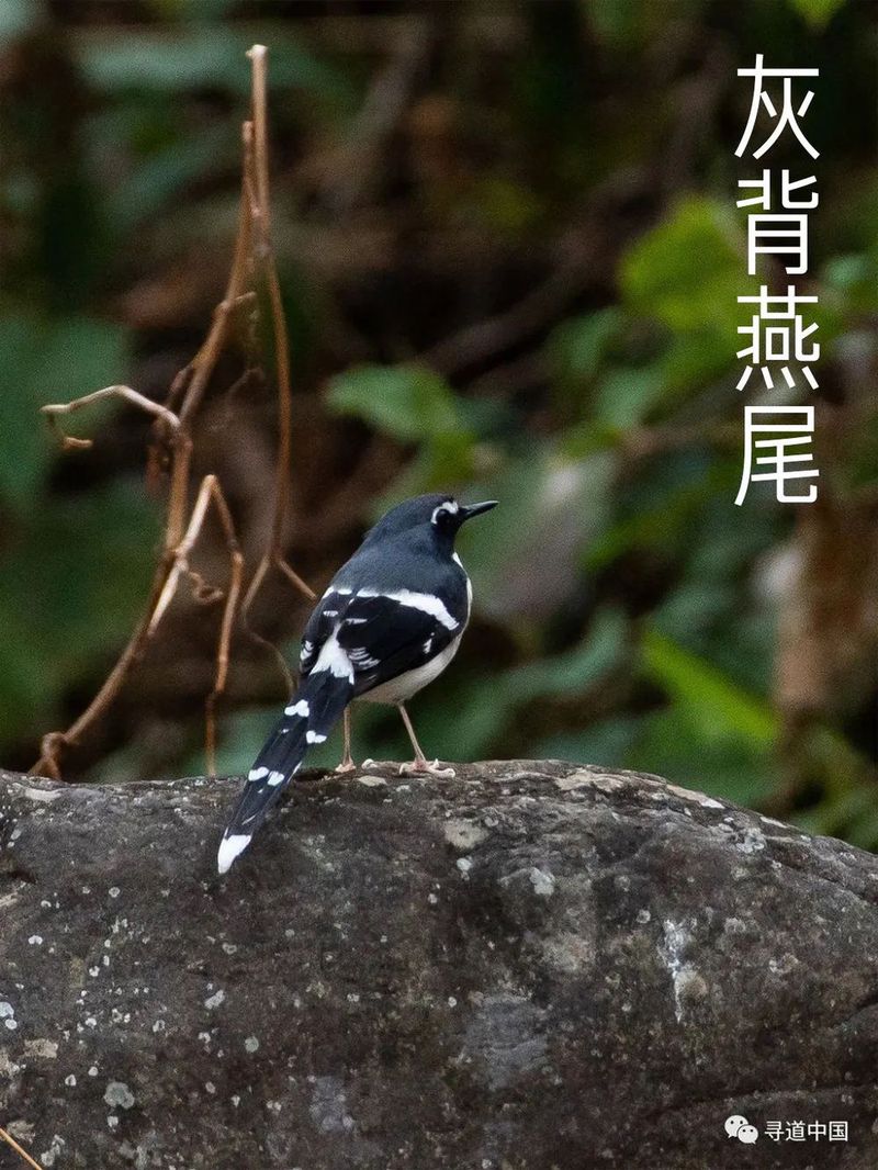 VCG41N530007974 象拔蚌.jpg 图片