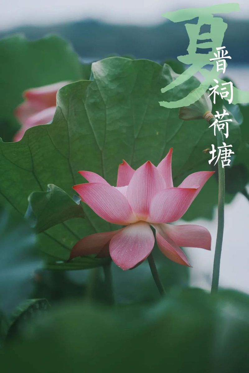 VCG211354717667 甘肃省酒泉市瓜州县瓜洲古城(锁阳城)地面生长的锁阳 剪裁.jpg 图片