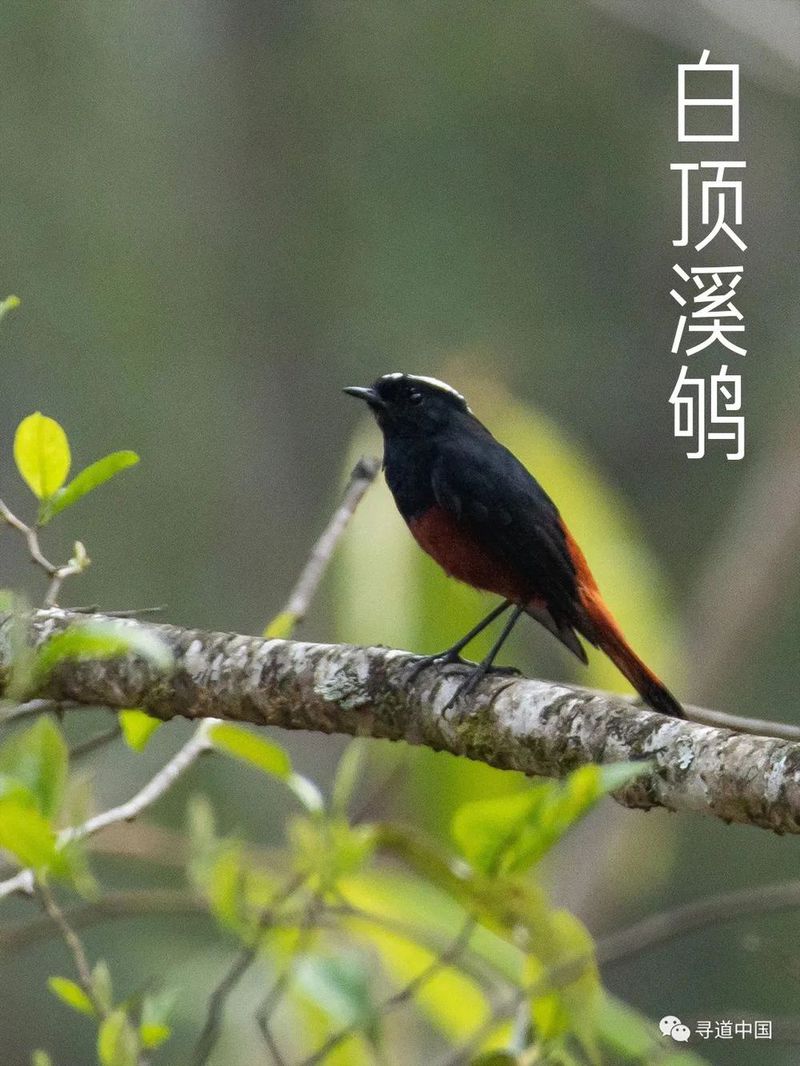 VCG211303408133 新疆沙漠肉苁蓉开花 剪裁.jpg 图片