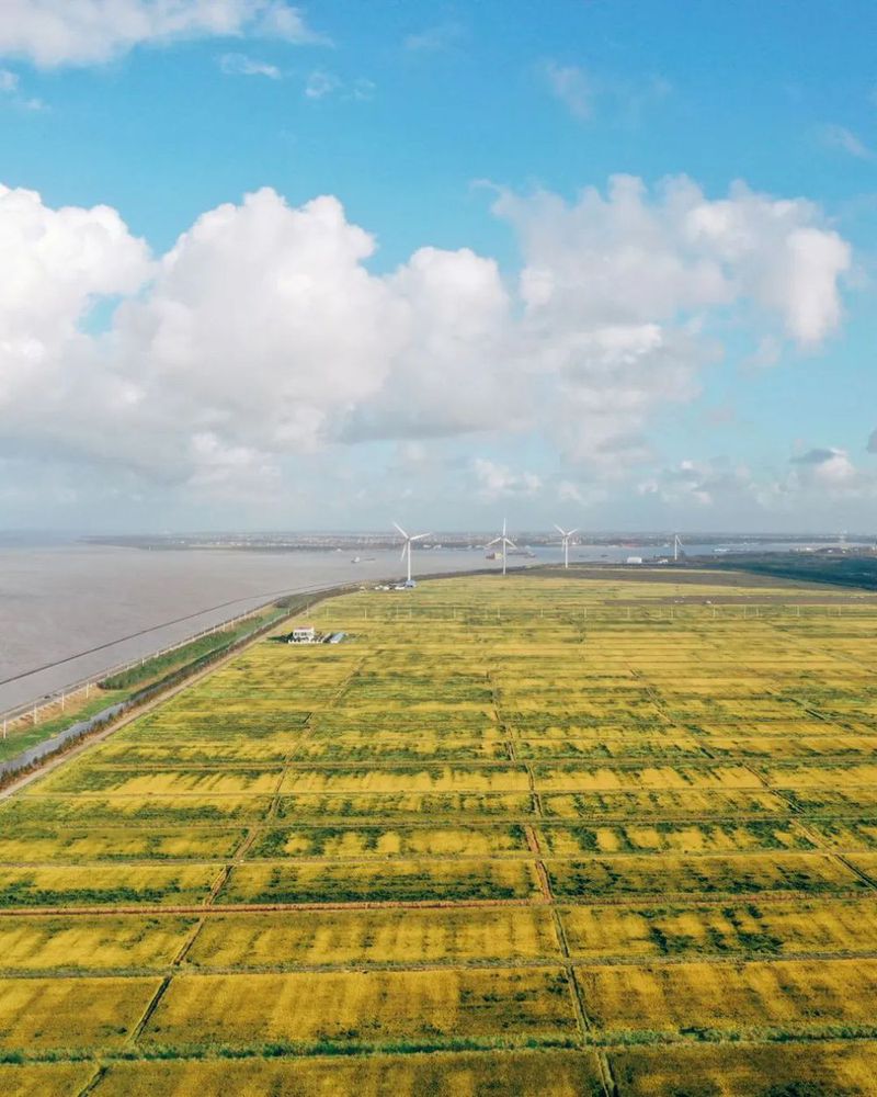 VCG111352813289 2021年10月10日,上海市长兴岛长江边,稻谷金黄金黄,丰收在望。.jpg 图片