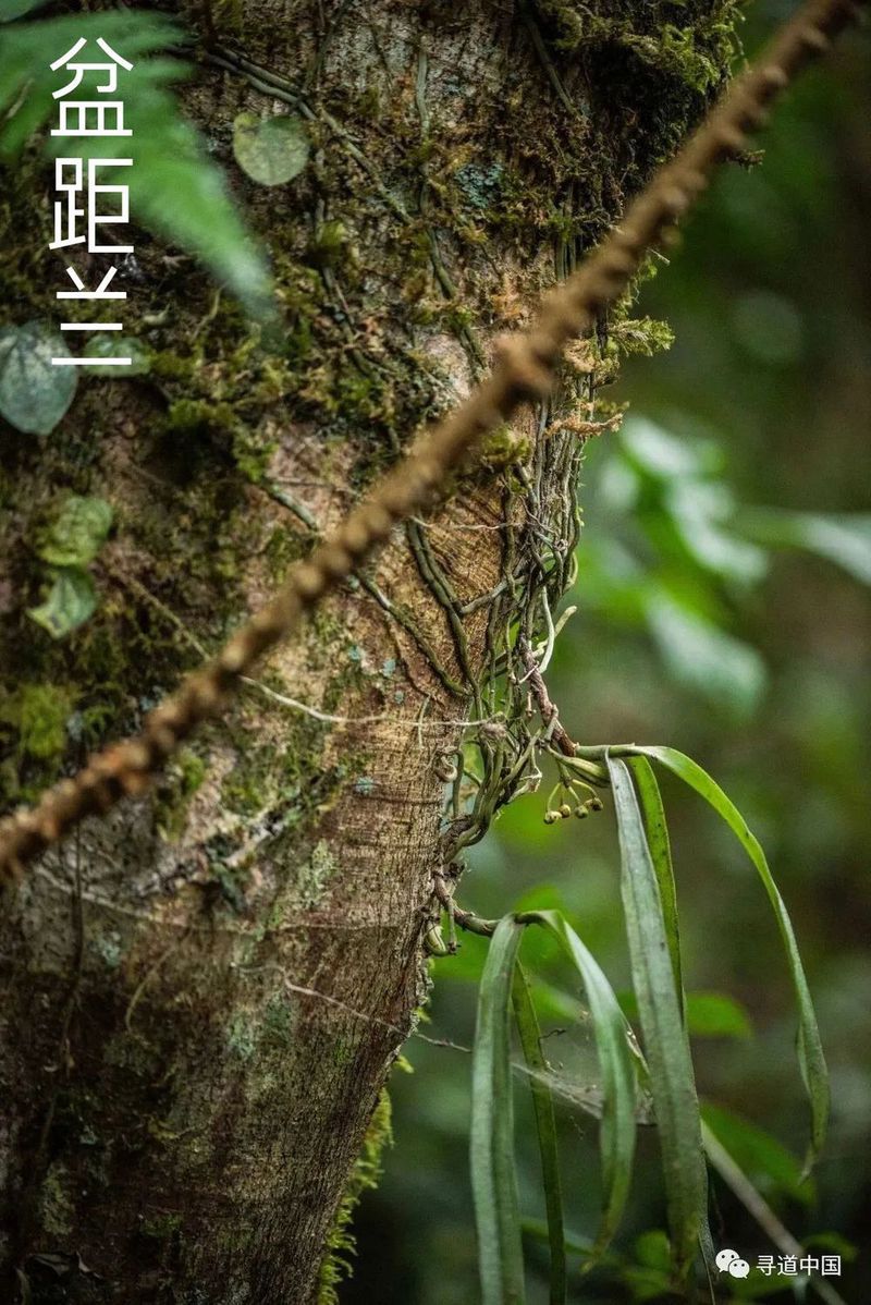 VCG211354717667 甘肃省酒泉市瓜州县瓜洲古城(锁阳城)地面生长的锁阳 剪裁.jpg 图片