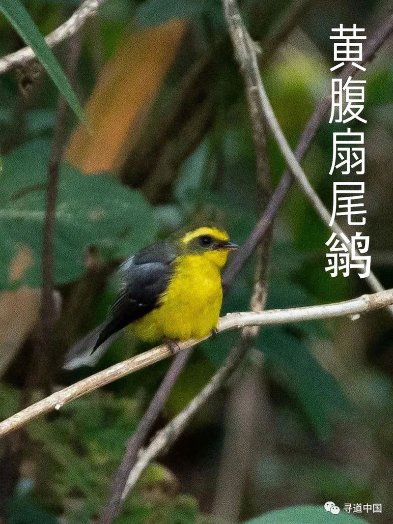 VCG41N905983926 纳米比亚白犀牛的肖像.jpg 图片