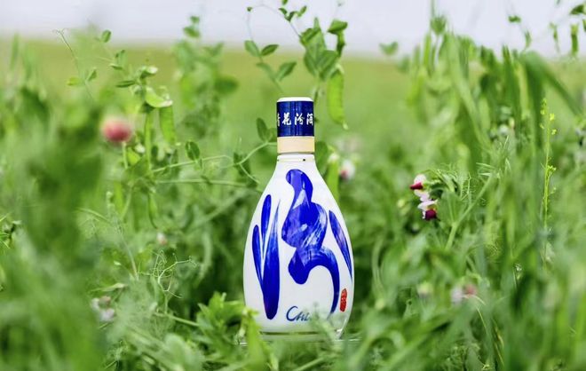 从一粒麻豌豆，到汾酒飘香：全国主流媒体张北行，探寻汾酒清香源头