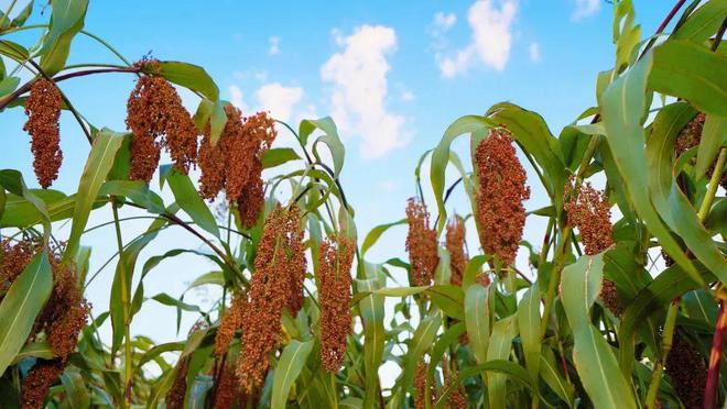 郎酒62万亩米红粱喜迎丰收，高品质原料源头确保高品质郎酒！ 