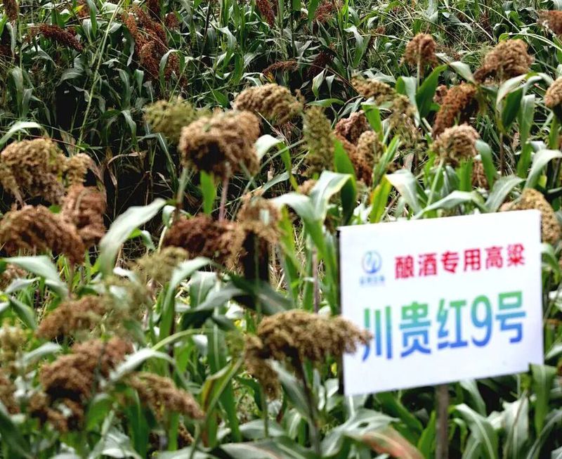 川贵红9号.jpg