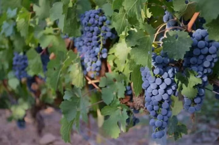 意大利葡萄酒2022年份产量或降低10%