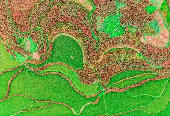 郎酒62万亩米红粱喜迎丰收，高品质原料源头确保高品质郎酒！ 