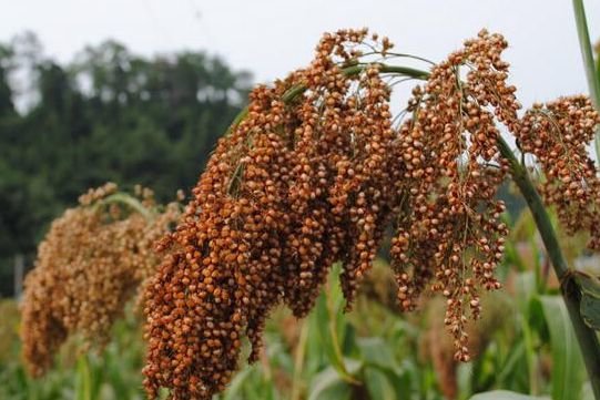 96个白酒专业术语 助你成为白酒达人！