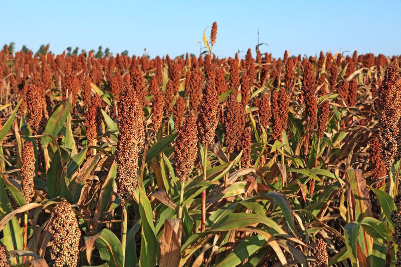 2022仁怀高粱产值预计9.8亿